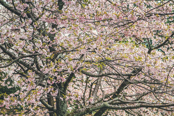 Cherry blossoms in Kyoto in the temples of Daigo Ji 10 April 2012