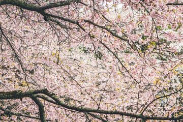 Cherry blossoms in Kyoto in the temples of Daigo Ji 10 April 2012