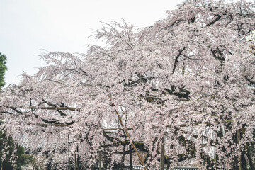 Tourists with Sakura trees in the garden Daigo ji 10 April 2012