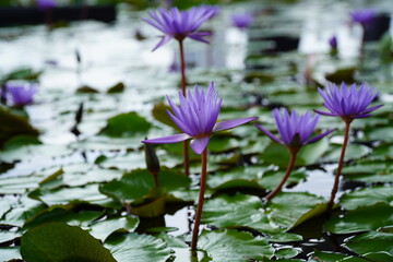 Purple water lily