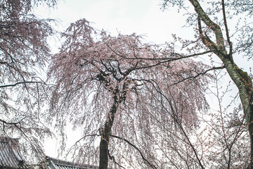 Cherry blossoms in Kyoto in the temples of Daigo Ji 10 April 2012