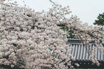 Cherry blossoms in Kyoto in the temples of Daigo Ji 10 April 2012