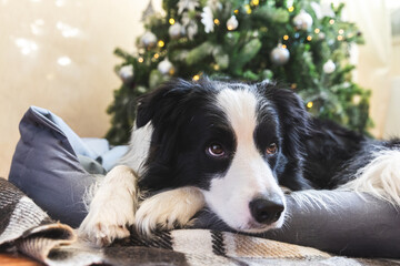 Funny portrait of cute puppy dog border collie lying down near Christmas tree at home indoors....