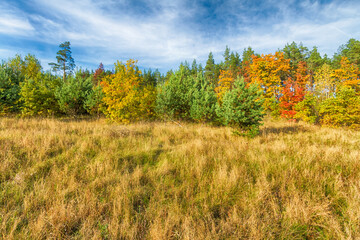 Naklejka premium Landscape autumn road with colourful trees, autumn Poland, Europe and amazing blue sky with clouds, sunny day