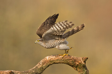 Birds of prey Sparrowhawk Accipiter nisus, hunting time bird sitting on the branch, Poland Europe	