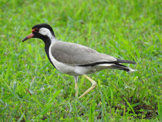 Red-wattled Lapwing