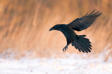 Bird Common Raven Corvus corax, dark style big black scary bird flying