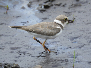 The collared plover