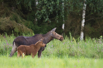 Naklejka na ściany i meble Mammals Elk ( Alces alces ) North part of Poland, Europe 