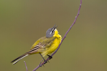 Small bird Yellow Wagtail sitting on tree male Motacilla flava