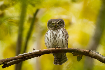 Pygmy owl Glaucidium passerinum little owl natural dark forest north parts of Poland Europe