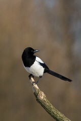 The Eurasian Magpie or Common Magpie or Pica pica on the branch with colorful background, winter time