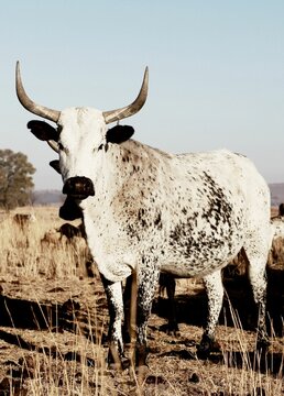 Vertical shot of a white Nguni Cattle (Bos taurus) in the field with the blue sky in the background