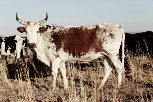 White and brown Nguni Cattle (Bos taurus) in the field with the other cattle in the background