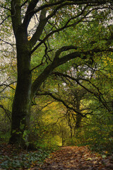 Herbstfarben Marburg Lahn