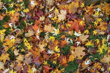 Herbstfarben Marburg Lahn