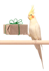 Tropical bird, a pet parrot with a yellow crest, holds in its paw a Christmas gift wrapped in...