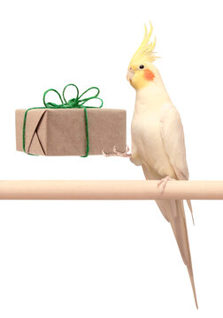 Tropical bird, a pet parrot with a yellow crest, holds in its paw a Christmas gift wrapped in eco-friendly biodegradable packaging tied with a green jute string. Ecological concept. Zero waste