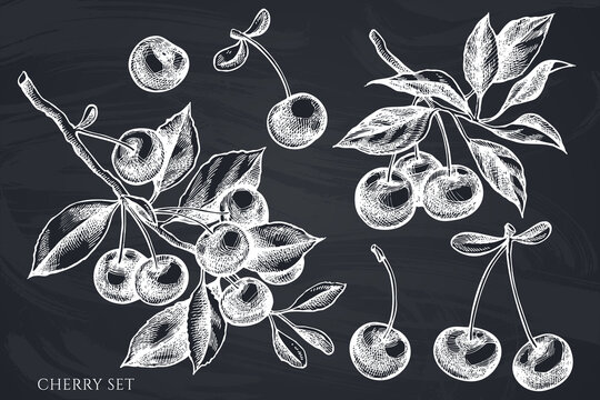 Gardening hand drawn vector illustrations collection. Chalk cherry.