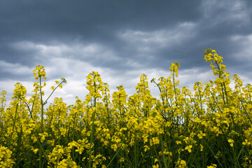 Blooming yellow rapeseed plants with dark clouds in the background - 542725928