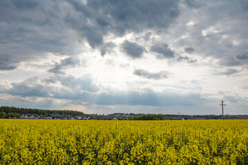 Rapeseed field with village houses and cloudy sky - 542725931
