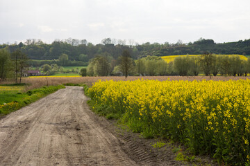 Rapeseed field with dirt road and trees in May in Poland - 542725977
