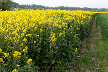 Blooming yellow rapeseed field in May in Poland - 542725985