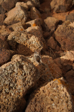 Fuerteventura Barbary Ground Squirrel