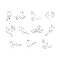 Set of Birds on the White Background. Vector