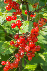 Ripe berries of red currant on a branch. Selective focus, blur.