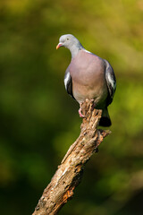 Common wood pigeon (Columba palumbus) sitting on a branch in spring.