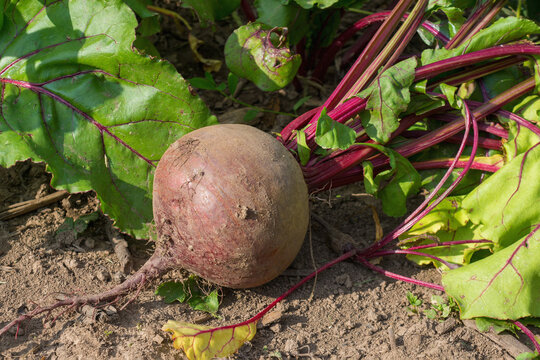 Beets, a vegetable crop in the garden on a summer day. Harvesting horse crops.