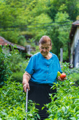 A grandma is harvesting vegetables in her garden during the day	
