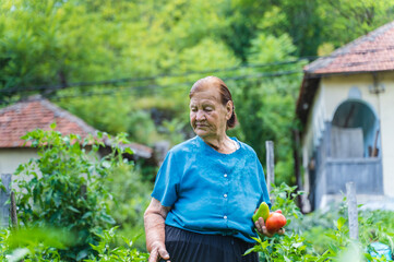 A grandma is harvesting vegetables in her garden during the day	
