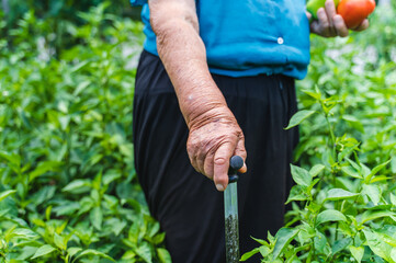 A grandma is harvesting vegetables in her garden during the day	
