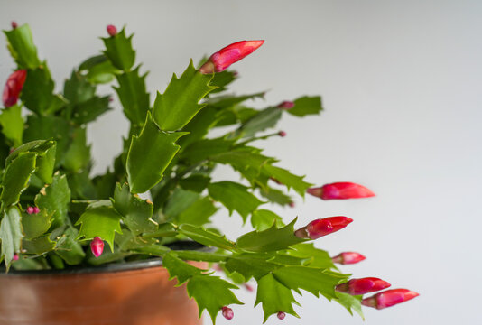 Red blooming christmas cactus - Zygocactus Schlumbergera