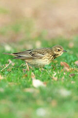 Boompieper, Tree Pipit, Anthus trivialis