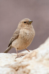 Sinairoodmus, Sinai Rosefinch, Carpodacus synoicus