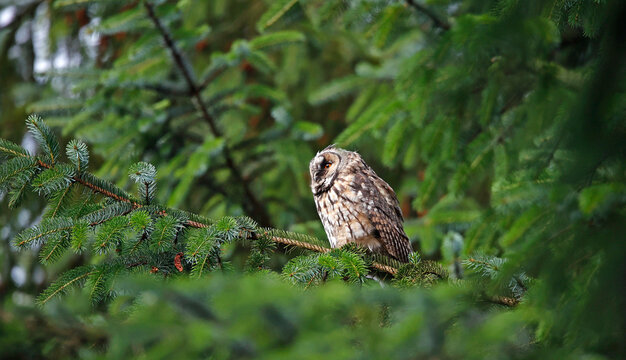 Ohreule Bilder Durchsuchen 7,044 Archivfotos, und