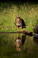 Buizerd, Common Buzzard, Buteo buteo