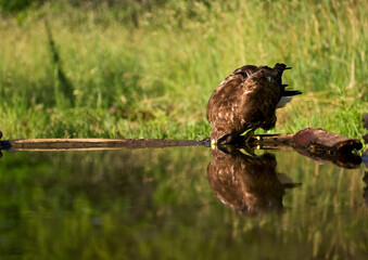 Buizerd, Common Buzzard, Buteo buteo