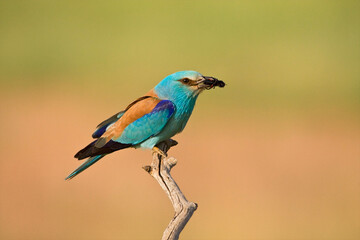 Scharrelaar, European Roller, Coracias garrulus