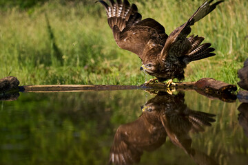 Buizerd, Common Buzzard, Buteo buteo