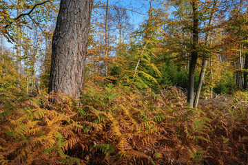 Herbst in schönster Pracht, Farn im Wald