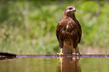 Buizerd, Common Buzzard, Buteo buteo