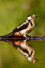 Grote Bonte Specht, Great Spotted Woodpecker, Dendrocopos major