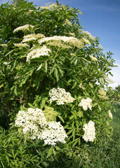 Elderflower bush covered with clusters of blossom in spring - 542729943
