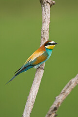Bijeneter, European Bee-eater, Merops apiaster