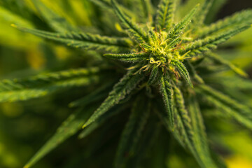 Close up fresh Cannabis leaves and flowers in Marijuana research farm, alternative medicine and commercial Cannabis Concept