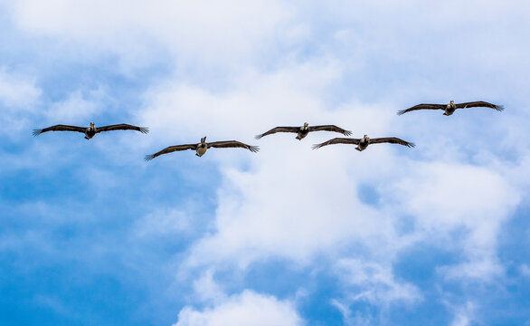Five pelicans flying in formation with a blue sky.